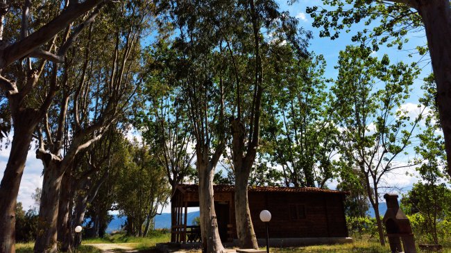 Una casetta di legno tra alti alberi al sole.