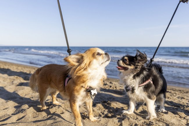 Due cani su spiaggia, uno marrone e uno bianco e nero.