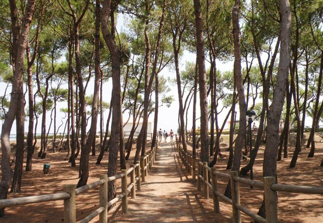 Sentiero tra pini alti, delimitato da staccionate di legno.