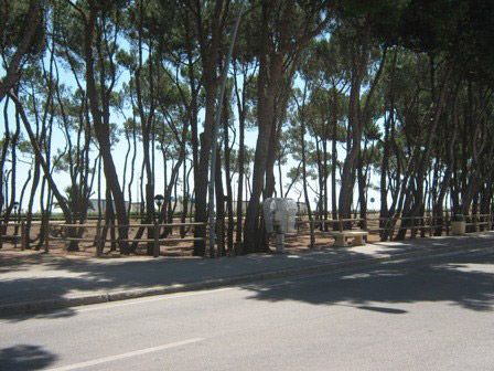 Strada fiancheggiata da alti alberi.