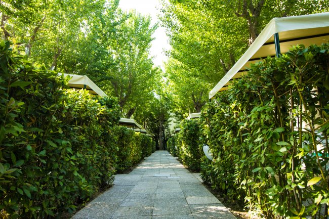 Viale alberato con siepi laterali.
