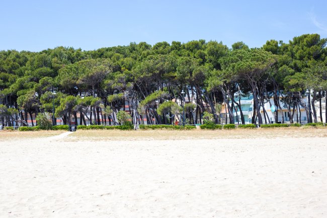Spiaggia con alberi sullo sfondo.