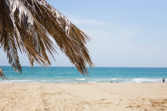 Spiaggia con mare e palme.